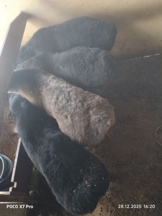 Кошкар сатылады 4 бас