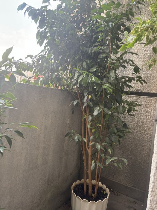 Голямо растение Бенджамин