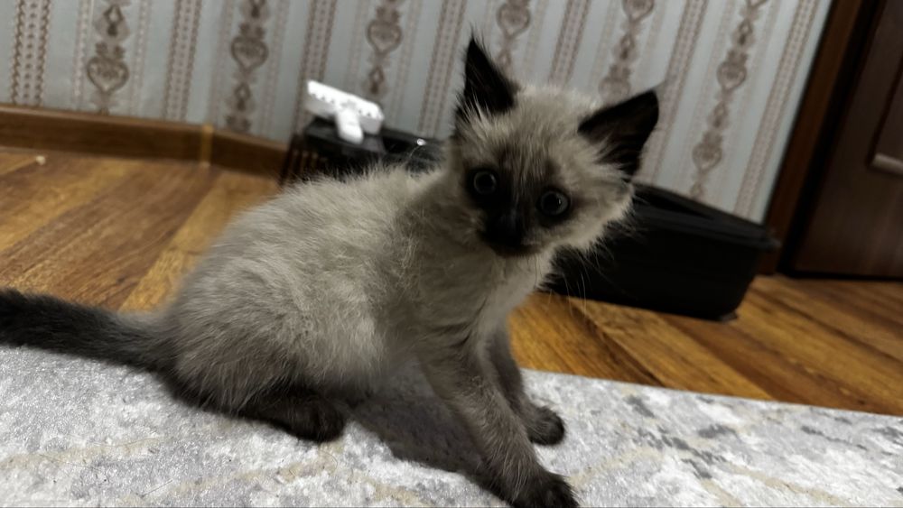 Сиамский котенок ДАРОМ