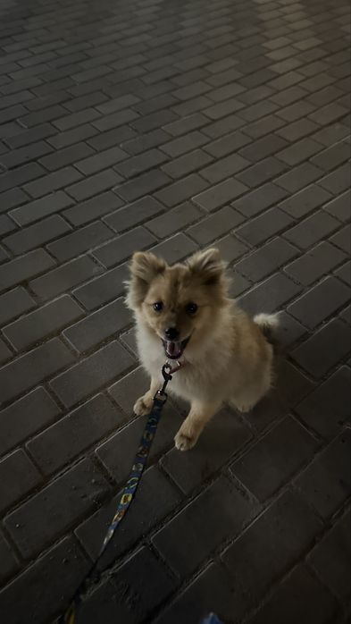 щенок шпица 5 месяц