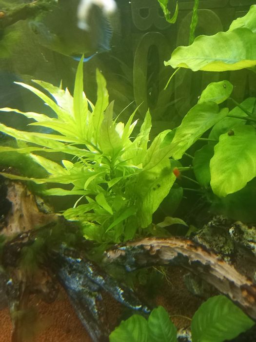 Лимонче , криптокорина, хигрофила коримбоса водно растение, водорасли