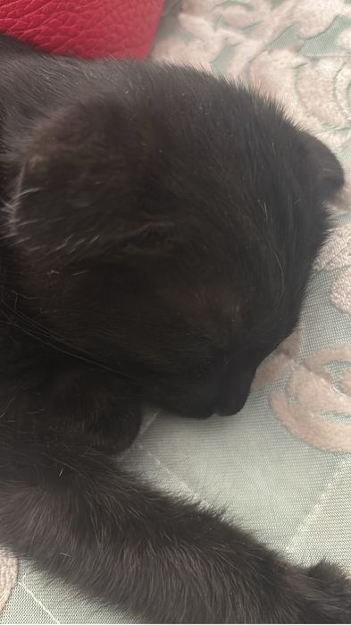 Котенок веслоухий шотладский