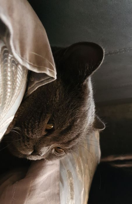 Британский чистокровный кот