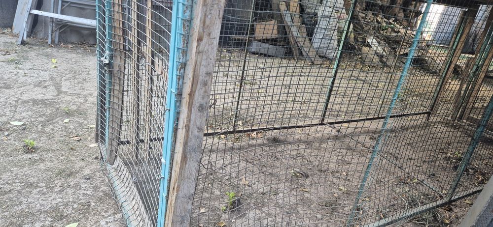 Katak sotiladi xolati alo arzong