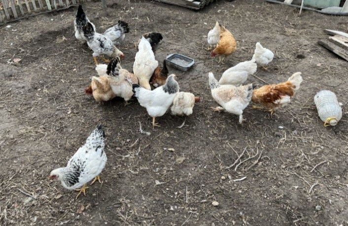 Куры домашние ( Молодняк, Породистые)