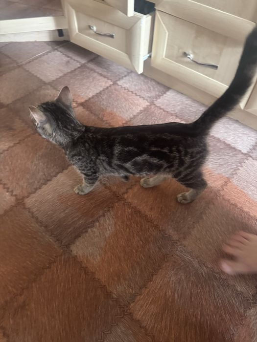 Бенгальский котёнок