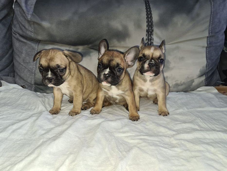 Продам щенков французского бульдога