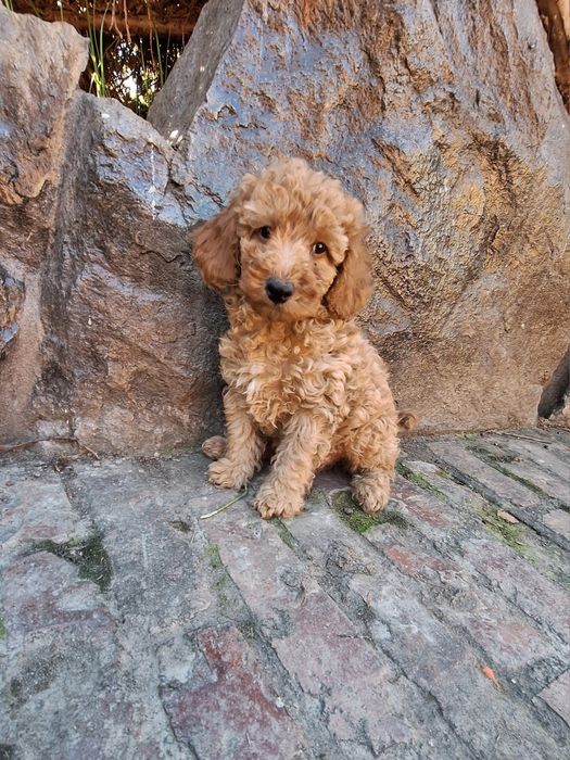 Pudel/Poodle Miniature