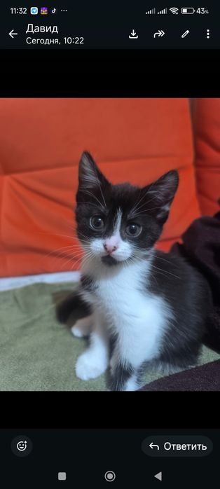 Домашние котятки