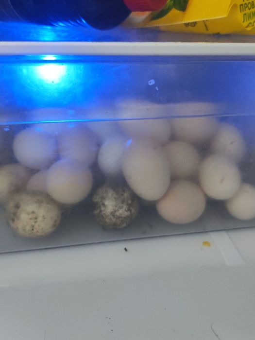 Продам кур домашних