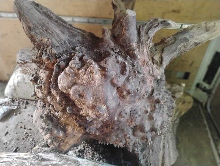 Дървен материал от орех