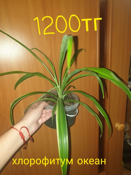 Продам комнатные растения