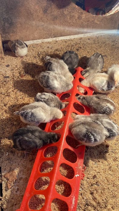 Балапандар сатылады