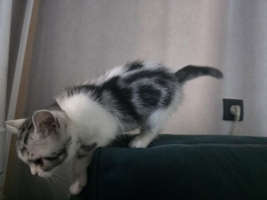 Британские котята