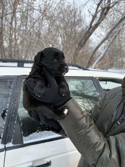 Дарю щенят!        .