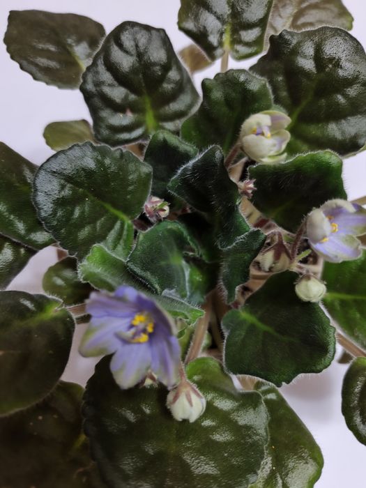 Фиалка сорт кишмиш