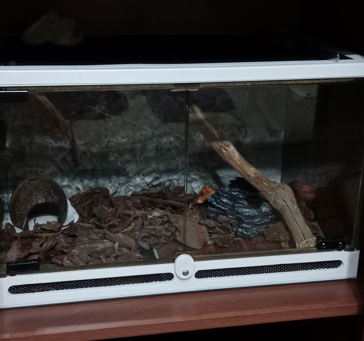 Маисовый полоз с террариумом,самец