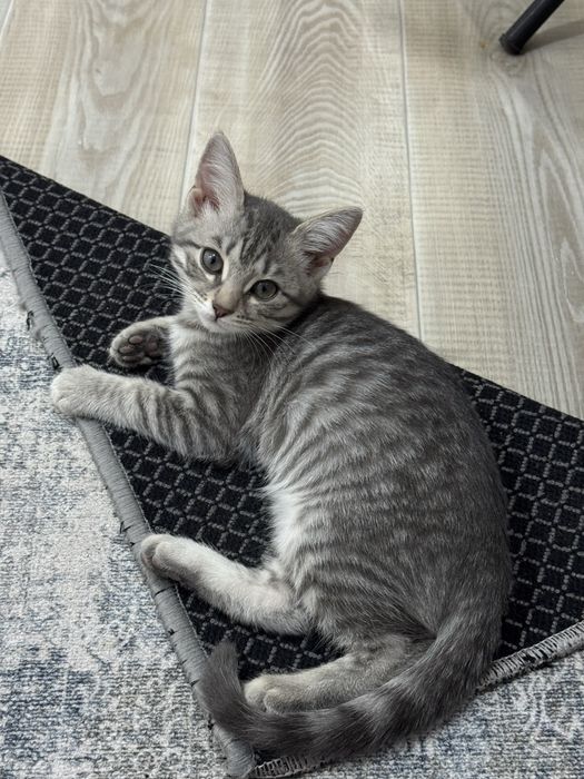 кошки, 3-айлық, породистый