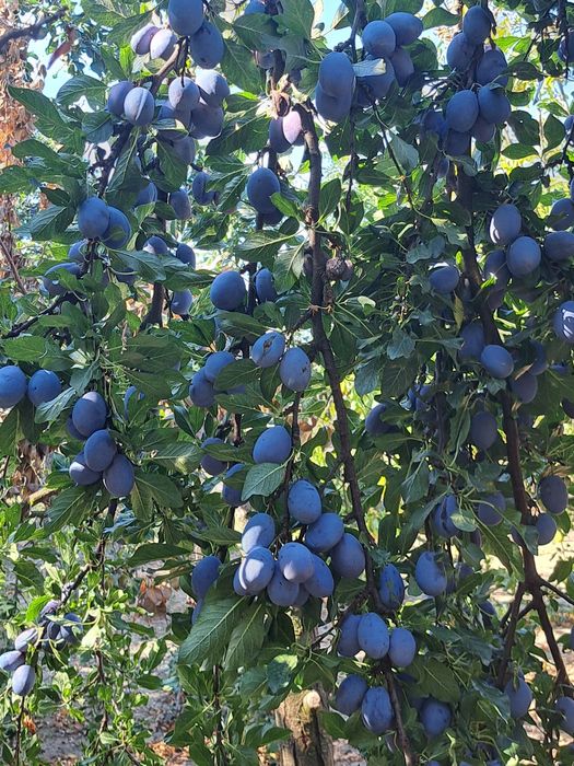 Prune pentru tuica
