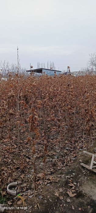 Chinor koʻchatlar sotiladi.