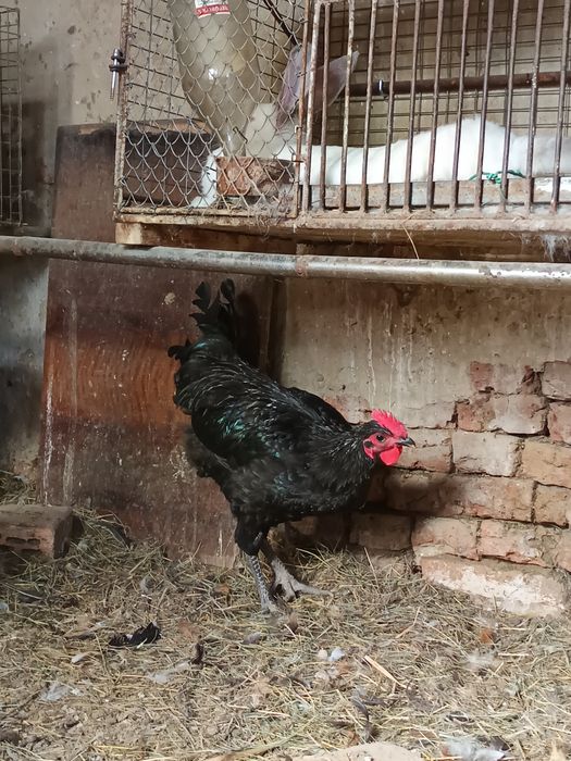 Cocoși australorp
