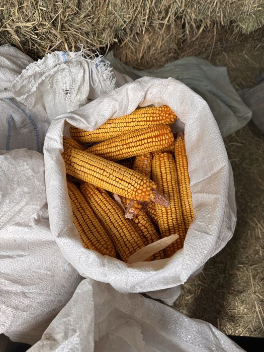 Продается кукуруза