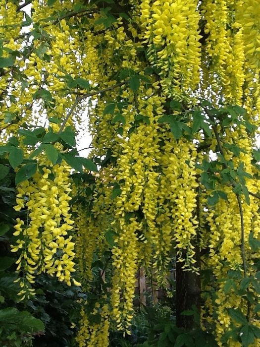 Wisteria (Glicina Galbena)