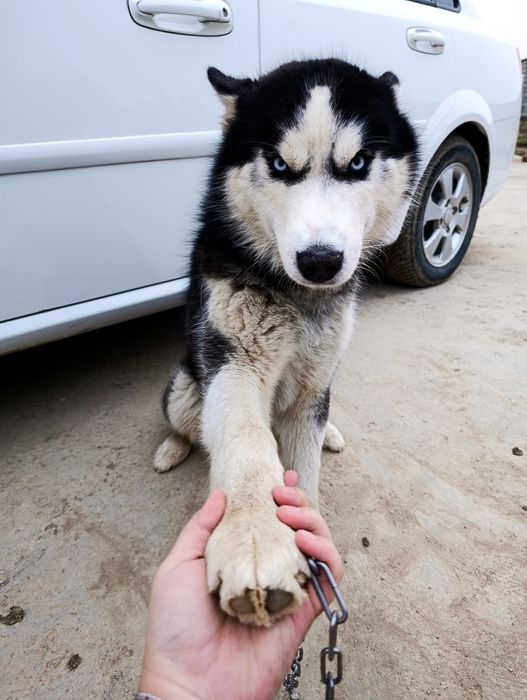 Хаски асл зод 9 ойлик