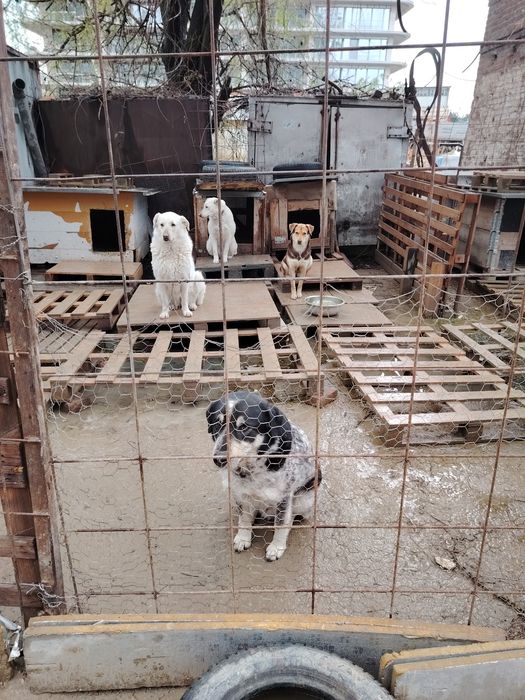 Ofer spre adoptie catei numai iubitorilor de animale,