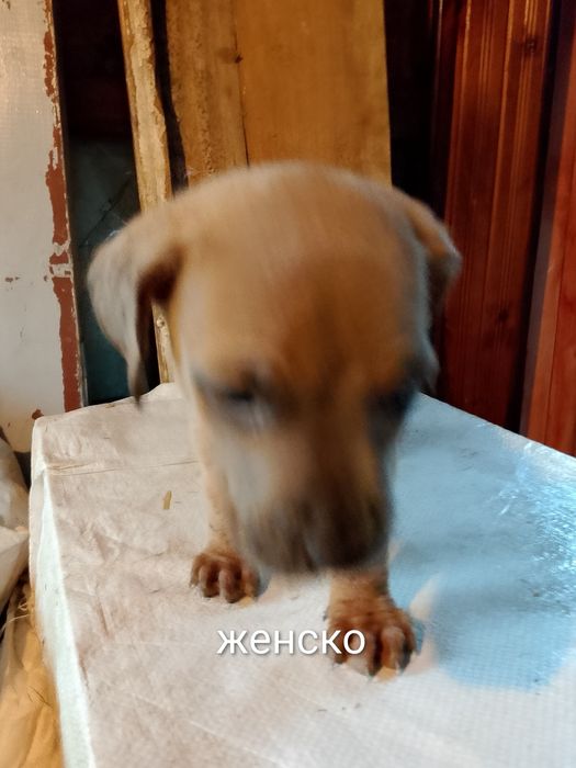 Подарявам кученца