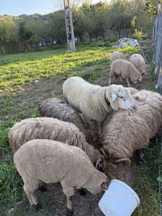 Oi de vanzare metis texel