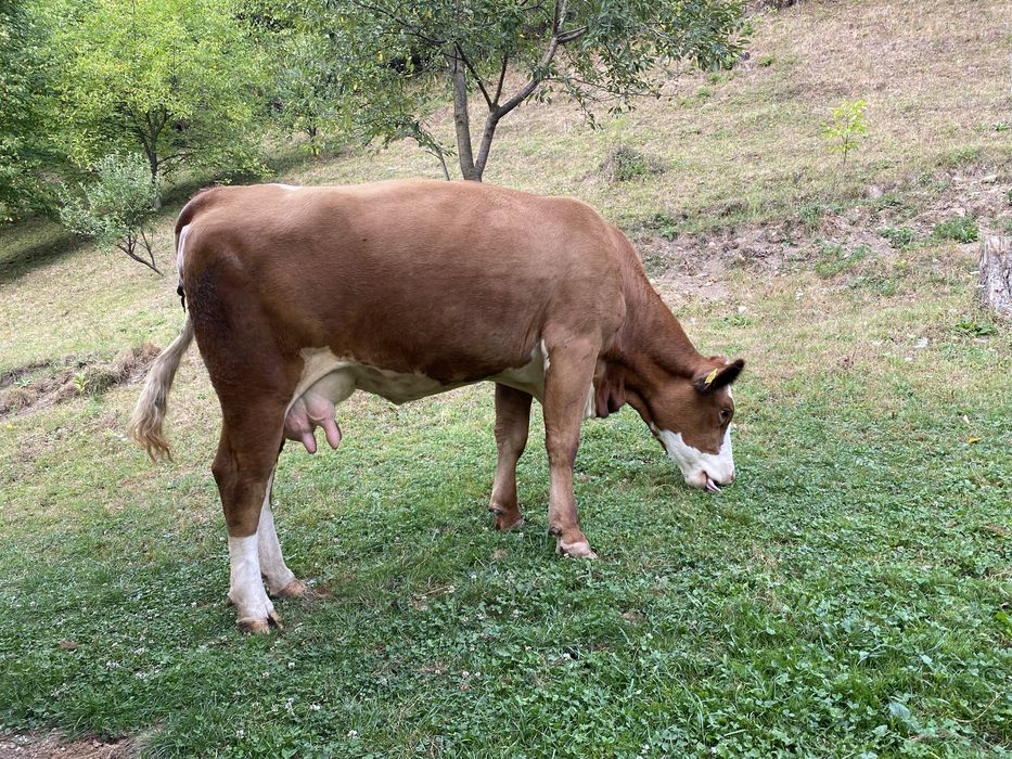Vaca de vanzare