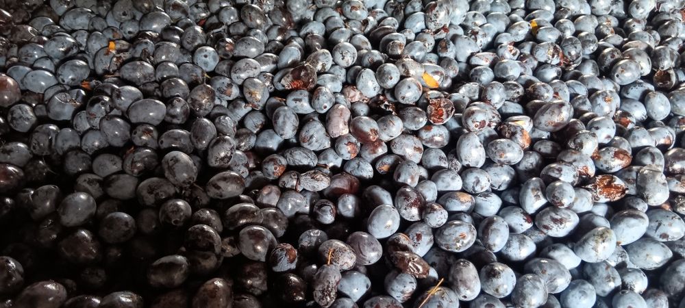 Vând Prune pt țuică