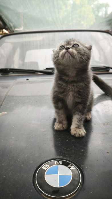 Шотландские котята