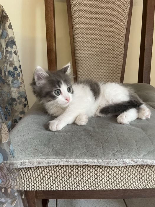 Шарено коте на 2 месеца