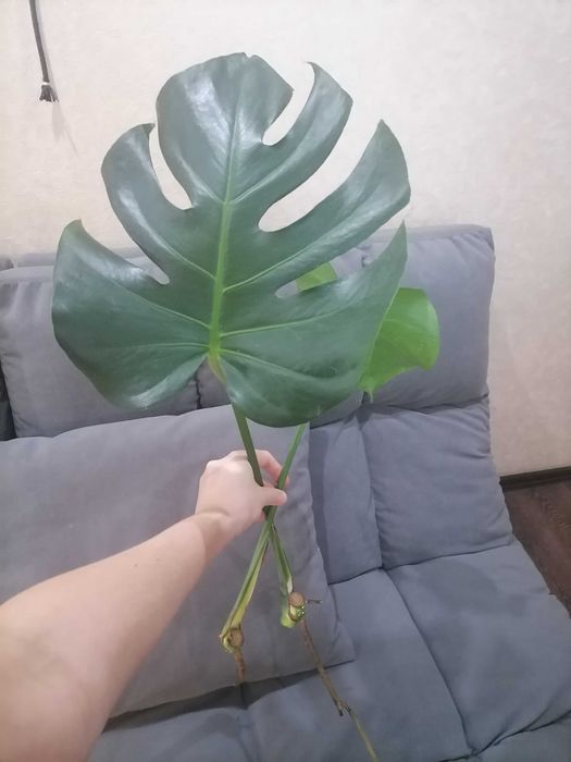 Монстера макушка, черенки