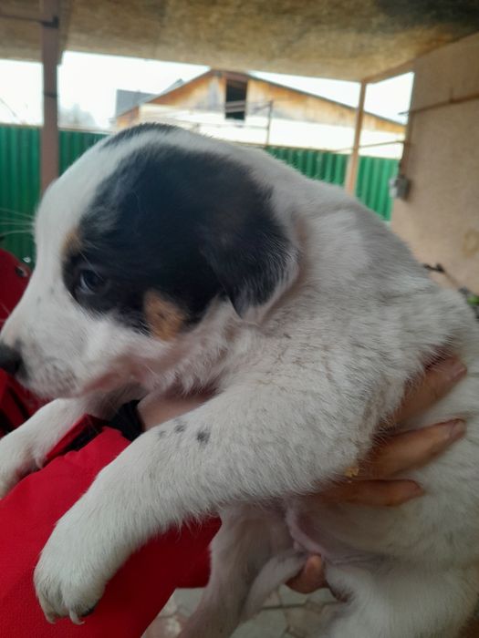 Отдам щенят в хорошие руки