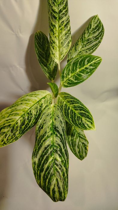 Продам сортовые Аглаонемы