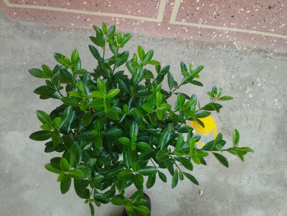 Шамшод бересклет