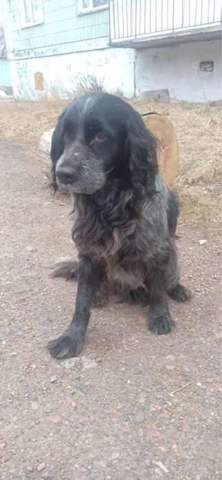 Пристраивается спаниель девочка