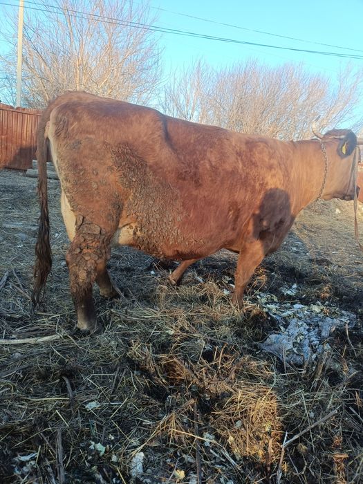 Продам корову 7 лет