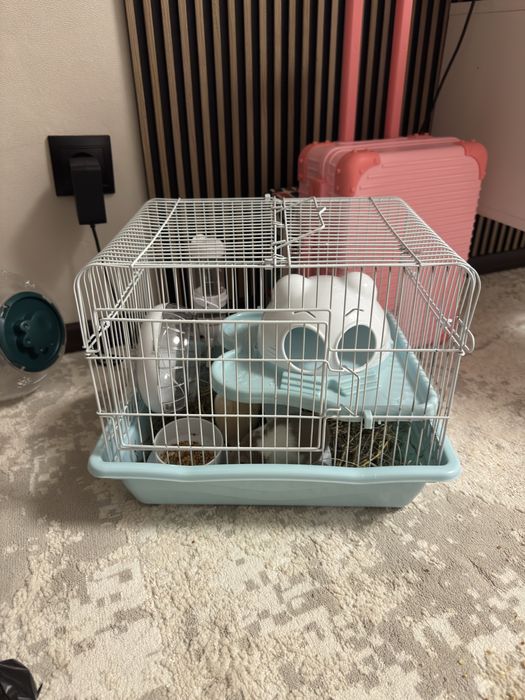 Продам сирийских хомяков