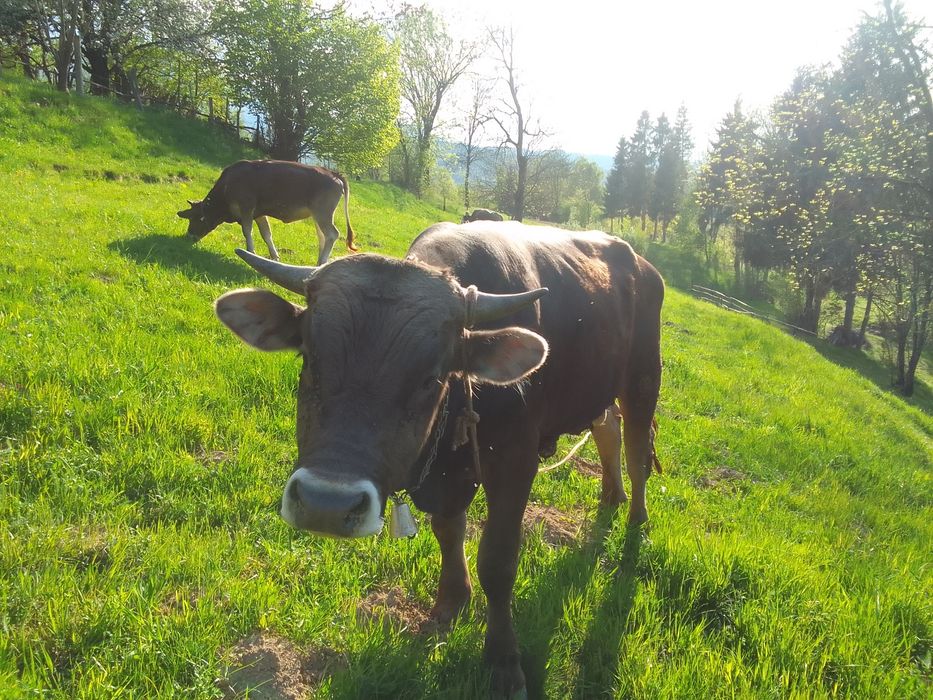 Vand taur brun de Maramures