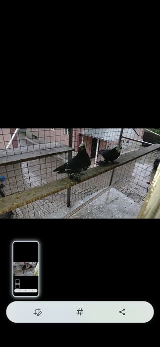 Голуби голуби голуби