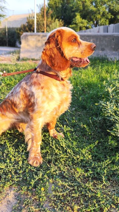 ВЯЗКА, кобель Кокер спаниель