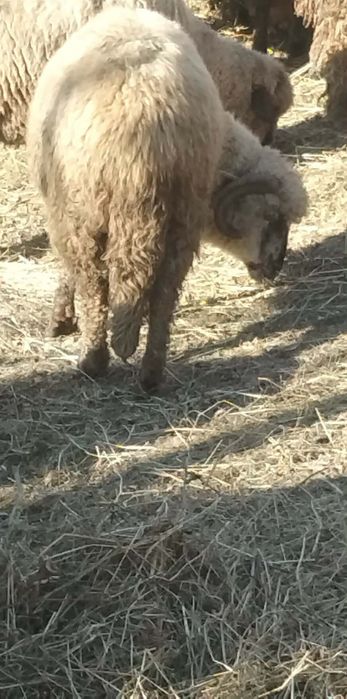 Se vând doua oi tinere