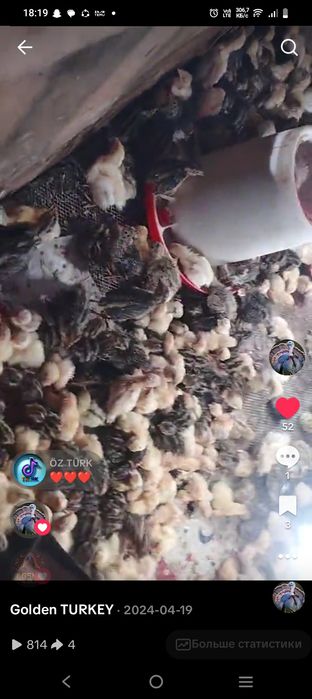 Бөдене балапан суточный сатылады срочно