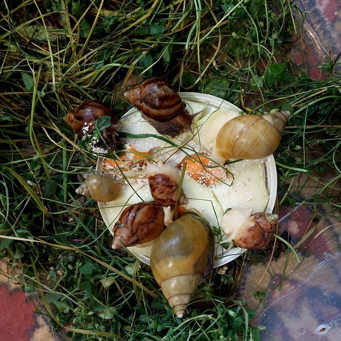 Продажа улитки Ахатины