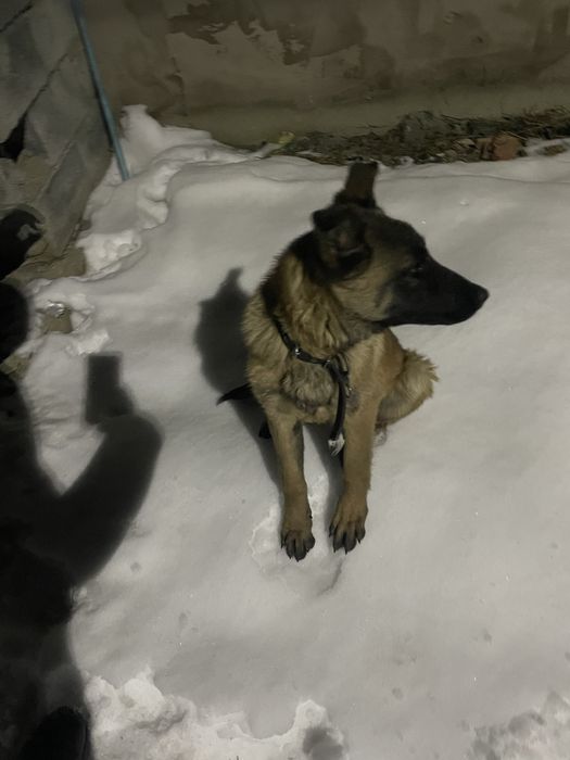 Бельгийская овчарка