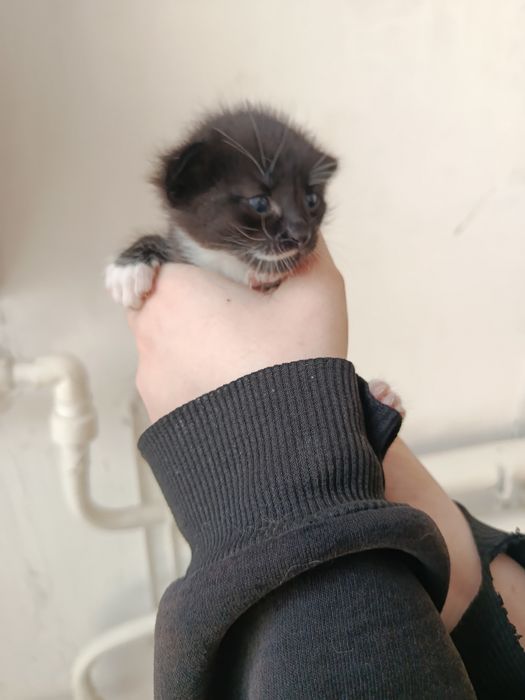 Котик крошка в добрые руки